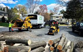 How Our Tree Care Process Works  in  Augusta, GA