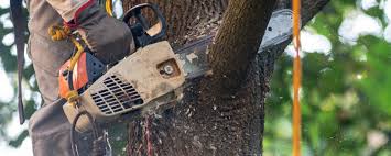 Best Tree Maintenance Programs  in Augusta, GA