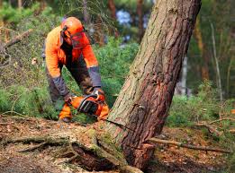 Best Root Management and Removal  in Augusta, GA