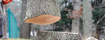 Reliable Augusta, GA Tree Removal Solutions
