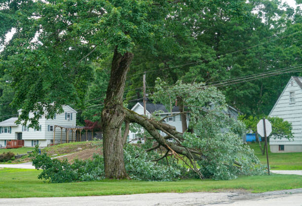 Best Tree Cabling and Bracing  in Augusta, GA
