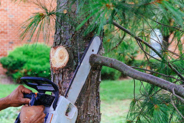 Best Hazardous Tree Removal  in Augusta, GA